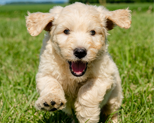 How to Manage Matted Fur on Your Goldendoodle?