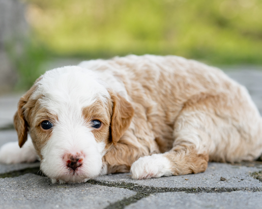 How to Manage Goldendoodle Anxiety