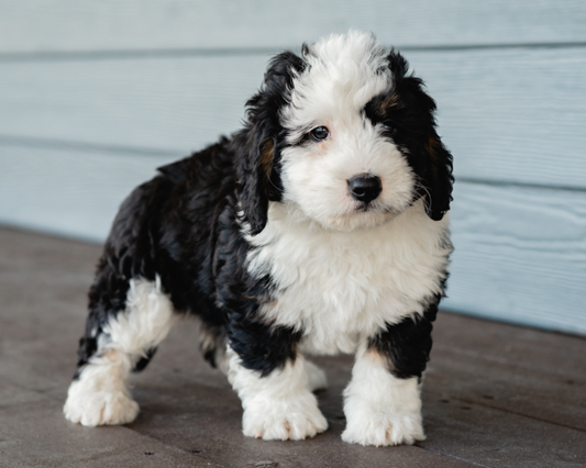 How to Prepare to Spay or Neuter Your Bernedoodle