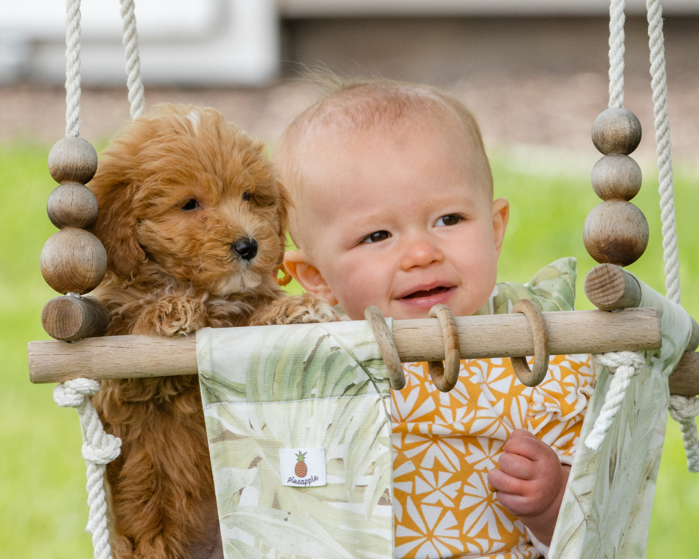 How Much Should You Feed Your Goldendoodle Puppy?