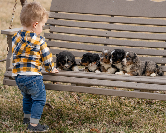 How to Teach Your Dog Tricks That Will Impress Everyone