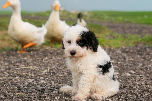 Micro Bernedoodle