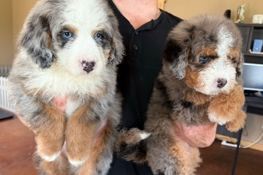 Hypoallergenic Bernedoodle