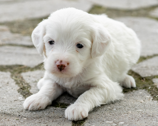 Innovative Ways to Boost Your Goldendoodle's Immune System