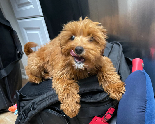 Innovative Ways to Reduce Goldendoodle Anxiety During Vet Visits
