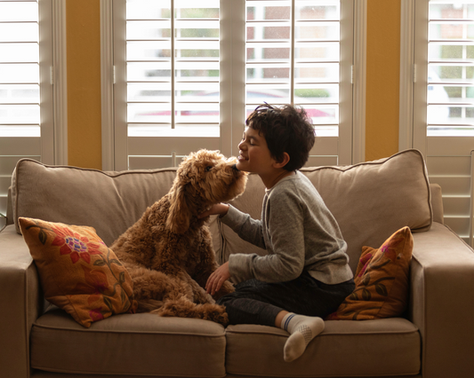 Jealousy in Dogs