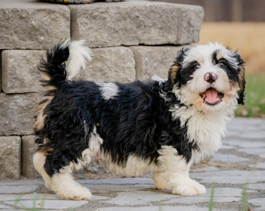 Keeping Your Bernedoodle Happy: Tips and Tricks for Mental Stimulation