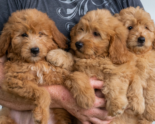 Keeping Your Goldendoodle Safe: Tips for Preventing Accidents and Injuries