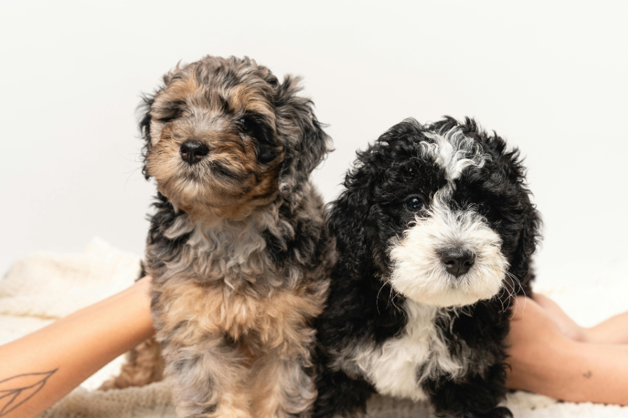 Bernedoodle-Puppy