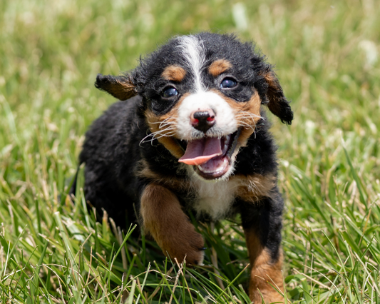 Maintaining a Healthy Weight for Your Bernedoodle: Diet and Exercise Tips
