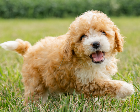 Managing Allergies with Your Goldendoodle