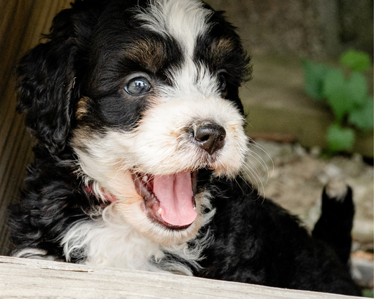Micro Bernedoodle Energy Levels: Keeping Your Tiny Pup Active