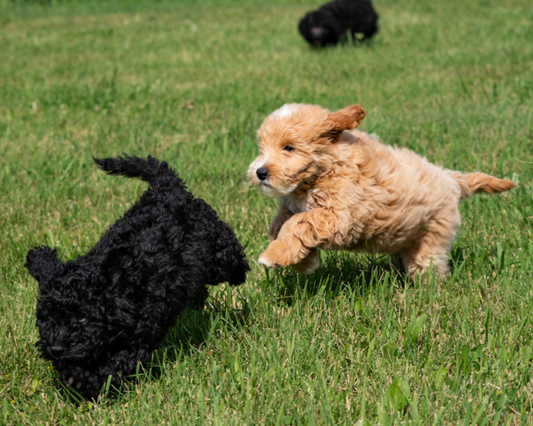 Micro Bernedoodle versus Mini Bernedoodle: A Size Comparison