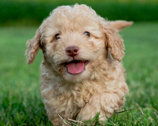 Micro Goldendoodle Energy Levels: Keeping Your Tiny Pup Active