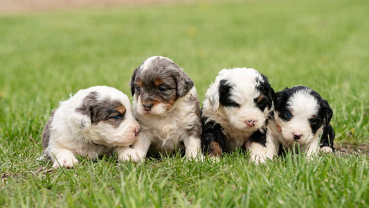 The Ultimate Guide to Bernedoodles