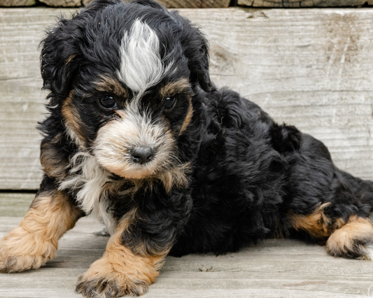 Mini Bernedoodle Nutrition: Feeding Your Pup for Optimal Health