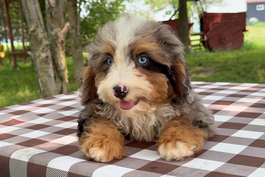 Multigenerational Bernedoodle