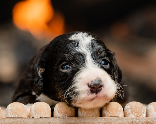 Nail Trimming and Paw Care: Keeping Your Bernedoodle's Feet Healthy