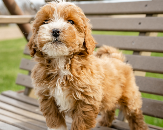 Natural Remedies for Goldendoodle Health: Exploring Alternative Therapies