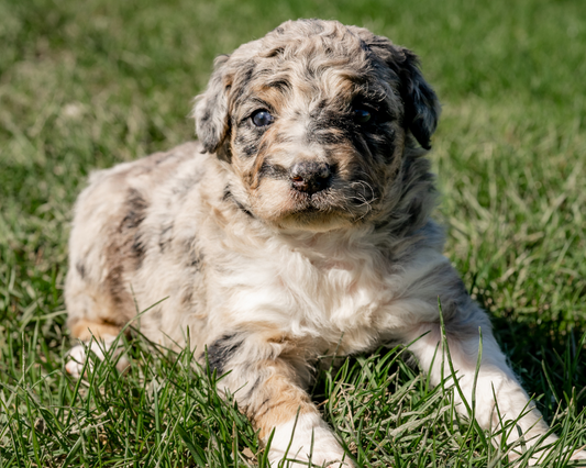 Preparing Your Home for a Bernedoodle: Tips and Tricks
