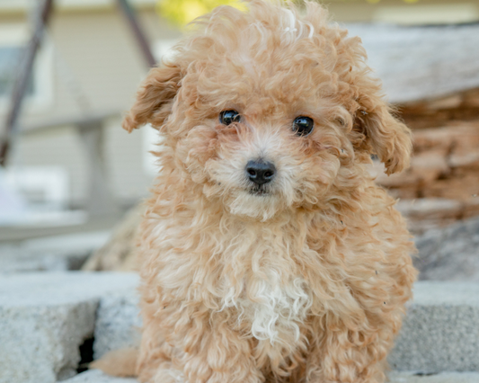 Preventing Goldendoodle Obesity: Maintaining a Healthy Weight