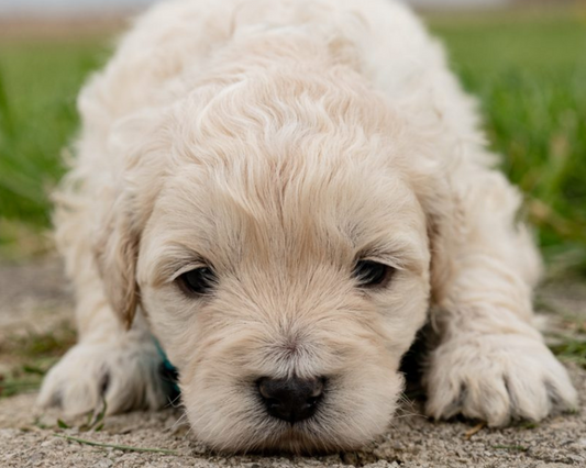 Raising a Micro Goldendoodle: Tips for Owners of Miniature Pups