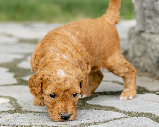 Strategies for Managing Energy in High-Energy Goldendoodles