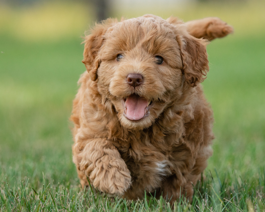 Strategies for Managing Excessive Barking in Goldendoodles