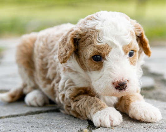 Strategies for Preventing Boredom in Goldendoodles