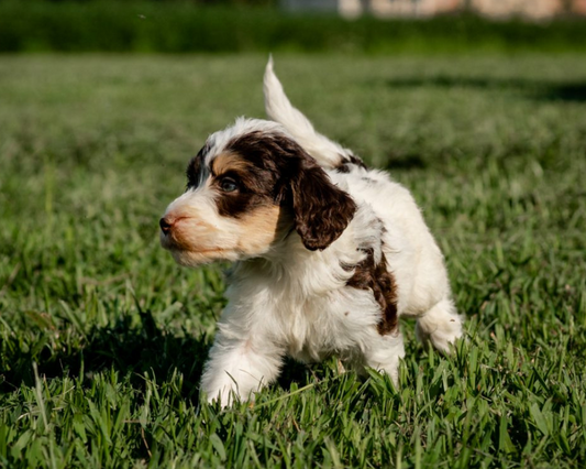 Teaching Your Bernedoodle to Walk on a Leash: Leash Training Basics