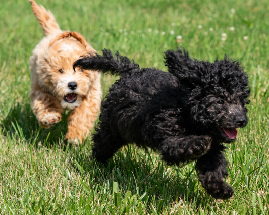Teaching Your Goldendoodle Impulse Control: Patience and Training
