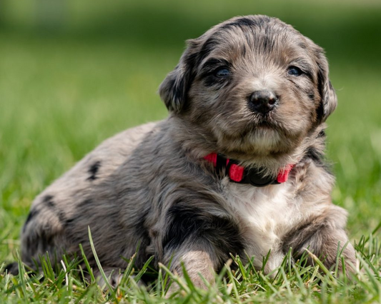 The Art of Bernedoodle Training: Balancing Obedience and Independence