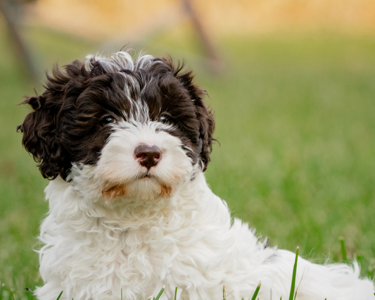 The Benefits of Crate Training Your Bernedoodle