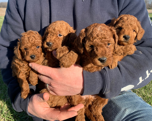 The Benefits of Regular Vet Check-Ups for Your Goldendoodle