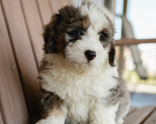 The Bernedoodle Bucket List: Uncommon Adventures for Your Furry Sidekick