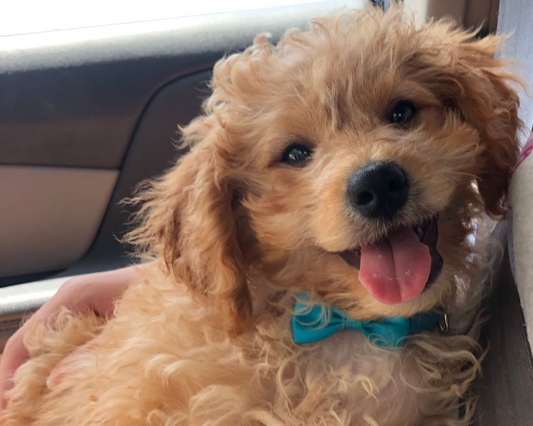 The Best Accessories for Your Goldendoodle