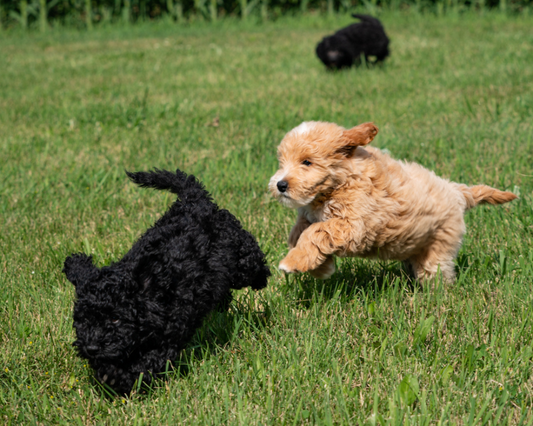 The Best Ways to Exercise Your Dog