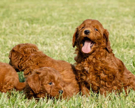 The Essential Guide to Goldendoodle Upkeep