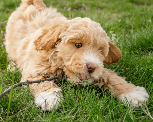 The Goldendoodle Parenting Guide: Navigating Challenges and Celebrating Milestones