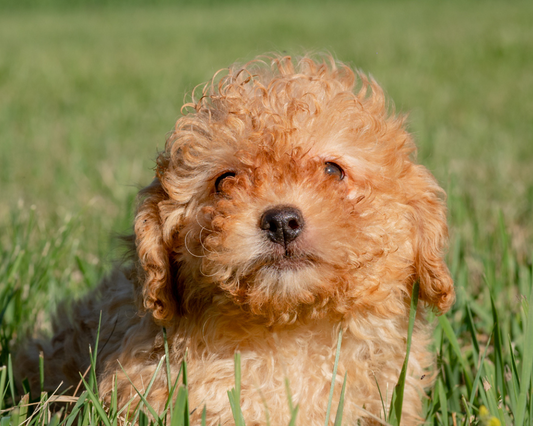 The History of Dogs: From Wolves to Pets