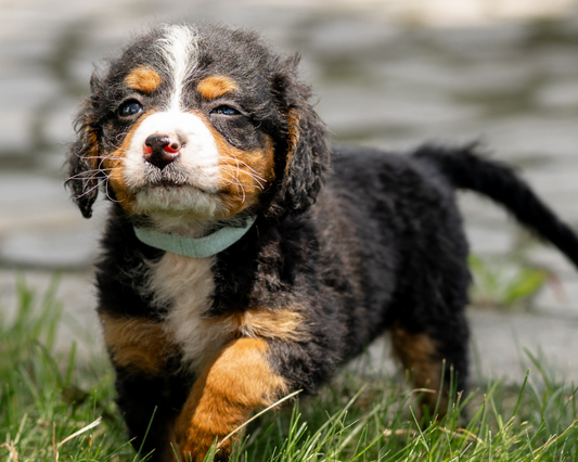 The Importance of Mental Stimulation for Bernedoodles: Brain Games and Puzzle Toys