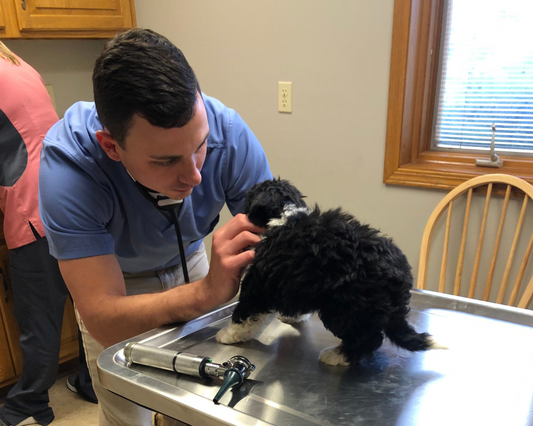 The Importance of Regular Vet Check-Ups for Your Dog