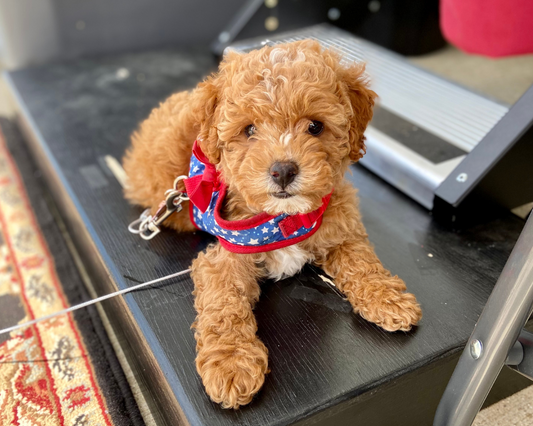 The Pros and Cons of Using a Dog Harness