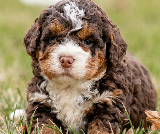 The Ultimate Guide on the Chocolate Goldendoodle