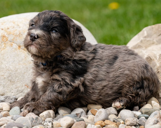 Toxic Substances to Avoid for Bernedoodles: Protecting Their Health