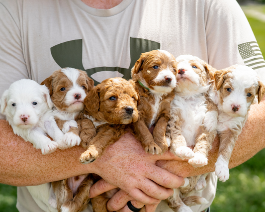 Unique Tips for Controlling Goldendoodle Odor