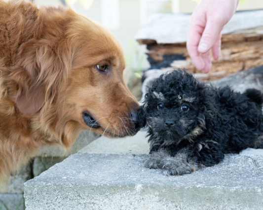 What Common Ear Problems in Dogs?