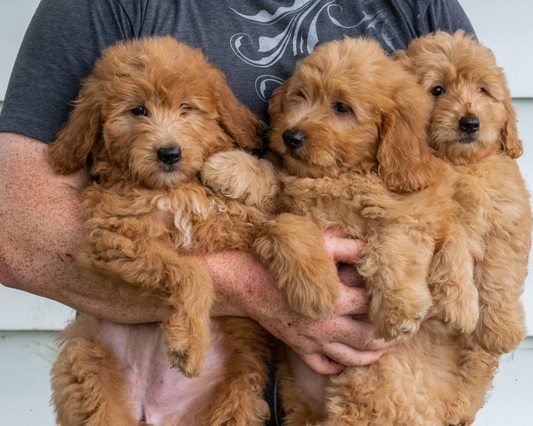 What Do You Need for Your Goldendoodle Puppy?