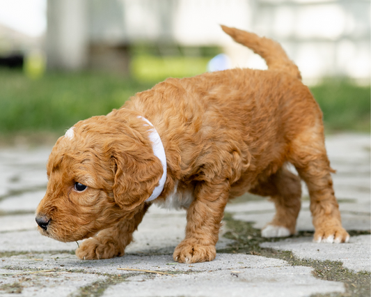 What Enrichment Activities Work Great for Goldendoodles?