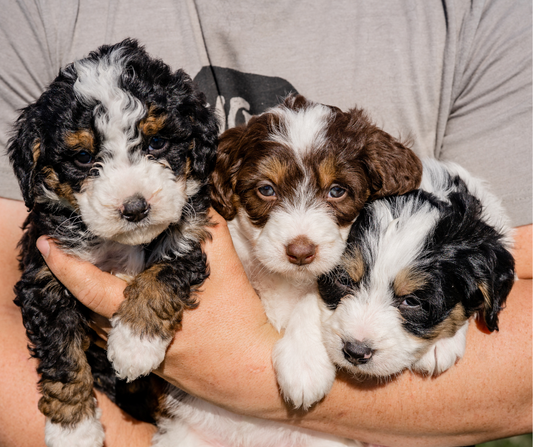 What are the Different Bernedoodle Coat Types?